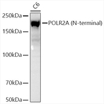 POLR2A Recombinant Rabbit Monoclonal Antibody (5D1H6)