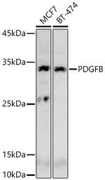 PDGF-B Antibody in Western Blot (WB)