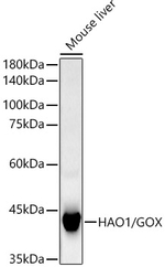 HAO1 Antibody in Western Blot (WB)