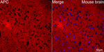 Protein APC Recombinant Rabbit Monoclonal Antibody (0V2X6)