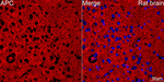Protein APC Antibody in Immunohistochemistry (Paraffin) (IHC (P))