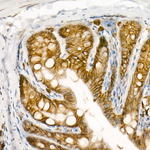 Protein APC Antibody in Immunohistochemistry (Paraffin) (IHC (P))