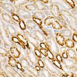 Protein APC Antibody in Immunohistochemistry (Paraffin) (IHC (P))
