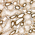 Protein APC Antibody in Immunohistochemistry (Paraffin) (IHC (P))