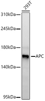 Protein APC Antibody in Western Blot (WB)