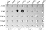 H3K9me1 Antibody in Dot Blot (DB)