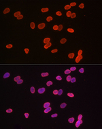 H3K9me1 Antibody in Immunocytochemistry (ICC/IF)