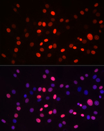 H3K9me1 Antibody in Immunocytochemistry (ICC/IF)