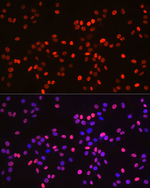H3K9me1 Antibody in Immunocytochemistry (ICC/IF)