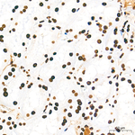 H3K9me1 Antibody in Immunohistochemistry (Paraffin) (IHC (P))