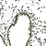 H3K9me1 Antibody in Immunohistochemistry (Paraffin) (IHC (P))