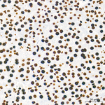 H3K9me1 Antibody in Immunohistochemistry (Paraffin) (IHC (P))