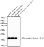 H3K9me1 Antibody in Western Blot (WB)
