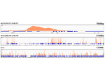 H3K79me2 Antibody in ChIP Assay (ChIP)