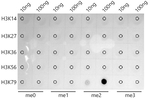 H3K79me2 Antibody in Dot Blot (DB)