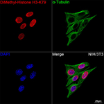 H3K79me2 Recombinant Rabbit Monoclonal Antibody (10A8A6)