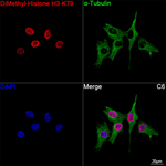 H3K79me2 Antibody in Immunocytochemistry (ICC/IF)