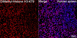 H3K79me2 Antibody in Immunohistochemistry (Paraffin) (IHC (P))