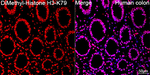 H3K79me2 Antibody in Immunohistochemistry (Paraffin) (IHC (P))