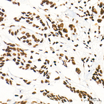 H3K79me2 Antibody in Immunohistochemistry (Paraffin) (IHC (P))