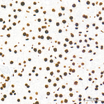 H3K79me2 Antibody in Immunohistochemistry (Paraffin) (IHC (P))