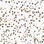 H3K79me2 Antibody in Immunohistochemistry (Paraffin) (IHC (P))