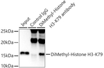 H3K79me2 Antibody in Immunoprecipitation (IP)