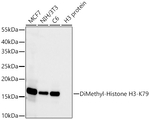 H3K79me2 Antibody in Western Blot (WB)