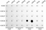 H3K36me2 Antibody in Dot Blot (DB)
