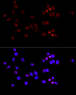 H3K36me2 Antibody in Immunocytochemistry (ICC/IF)