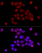 H3K36me2 Antibody in Immunocytochemistry (ICC/IF)