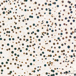 H3K36me2 Antibody in Immunohistochemistry (Paraffin) (IHC (P))