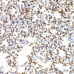 H3K36me2 Antibody in Immunohistochemistry (Paraffin) (IHC (P))