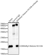 H3K36me2 Antibody in Immunoprecipitation (IP)