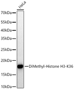 H3K36me2 Antibody in Western Blot (WB)