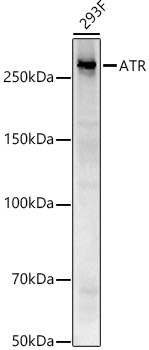 ATR Antibody in Western Blot (WB)