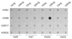 H3R8me2a Antibody in Dot Blot (DB)