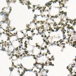 H3R8me2a Antibody in Immunohistochemistry (Paraffin) (IHC (P))