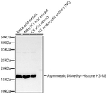 H3R8me2a Antibody in Western Blot (WB)
