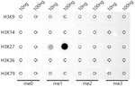 H3K27me1 Antibody in Dot Blot (DB)