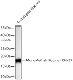 H3K27me1 Antibody in Western Blot (WB)