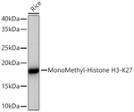 H3K27me1 Antibody in Western Blot (WB)