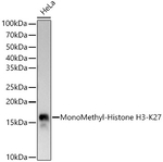 H3K27me1 Antibody in Western Blot (WB)