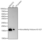 H3K27me1 Antibody in Western Blot (WB)