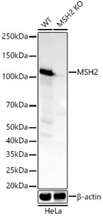 MSH2 Antibody in Western Blot (WB)