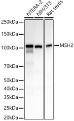 MSH2 Antibody in Western Blot (WB)