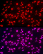 H3K4me3 Antibody in Immunocytochemistry (ICC/IF)