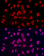 H3K4me3 Antibody in Immunocytochemistry (ICC/IF)