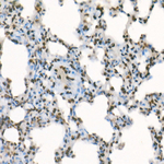 H3K4me3 Antibody in Immunohistochemistry (Paraffin) (IHC (P))