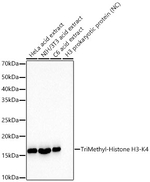 H3K4me3 Antibody in Western Blot (WB)